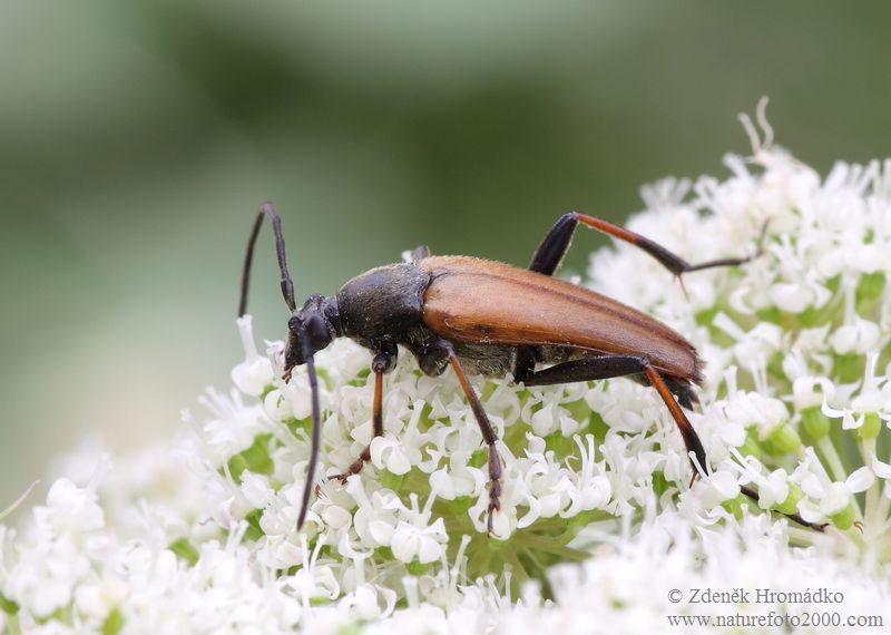 tesařík, Pedostrangalia pubescens, Cerambycidae, Lepturini (Brouci, Coleoptera)